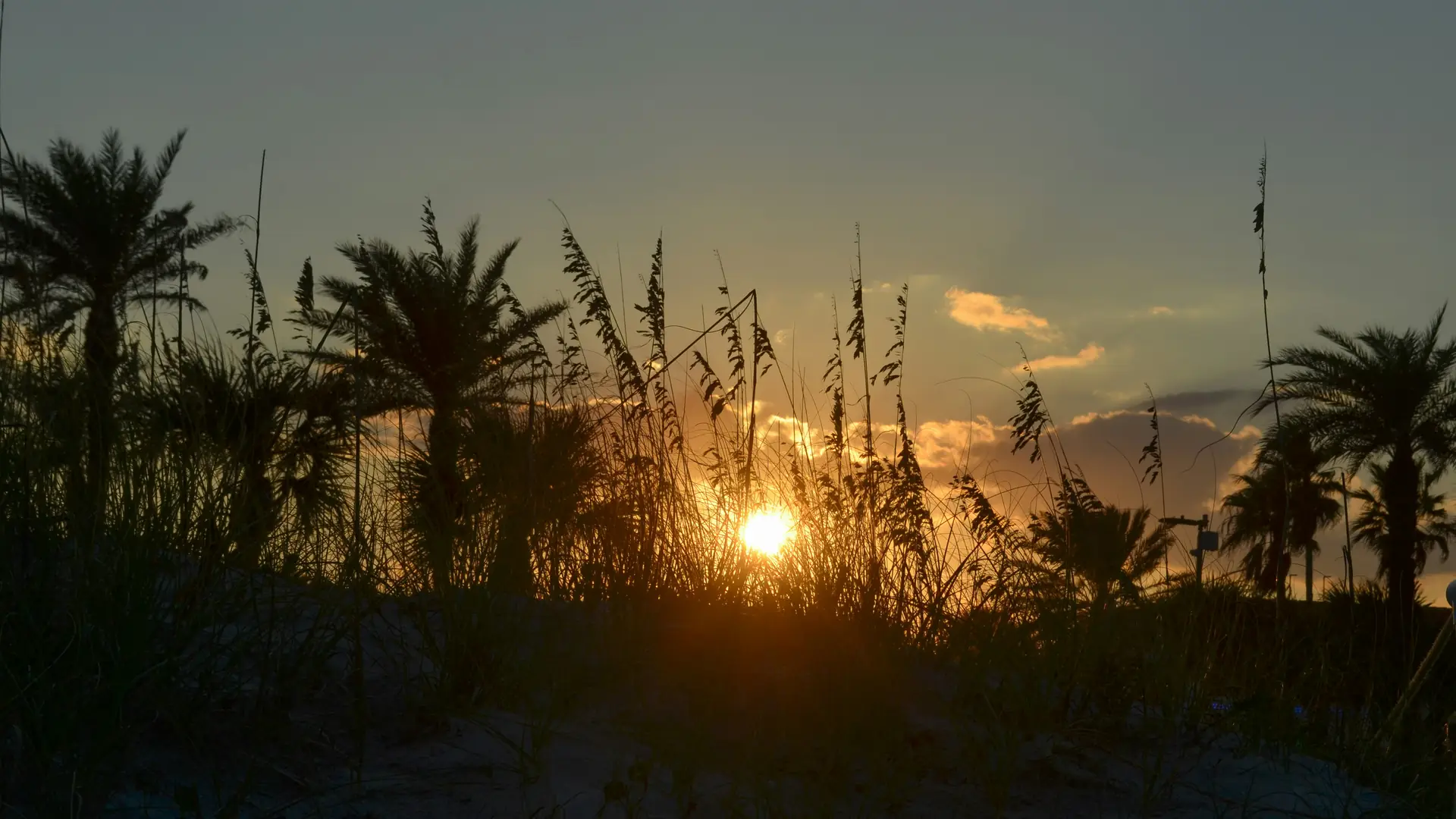 Palm trees and sea oats silhouetted against a golden Florida beach sunset